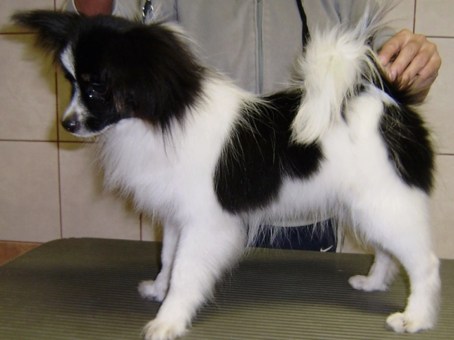 Perros Papillon en venta