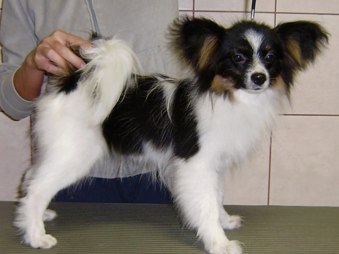 Perros Papillon en venta