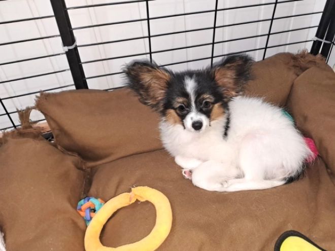 Papillon Welpe zu verkaufen