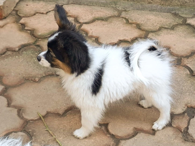 Papillon Welpe zu verkaufen