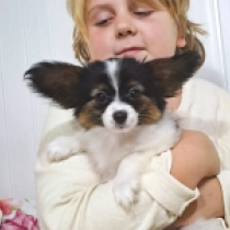 Papillon Welpe zu verkaufen
