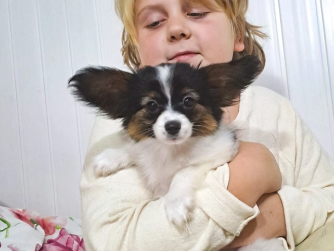 Papillon Welpe zu verkaufen