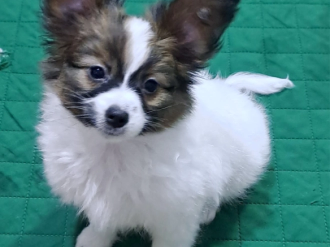 Perros Papillon en venta
