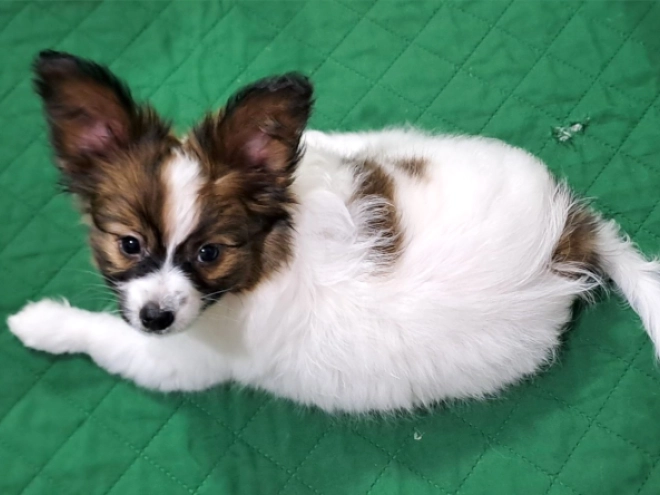 Perros Papillon en venta