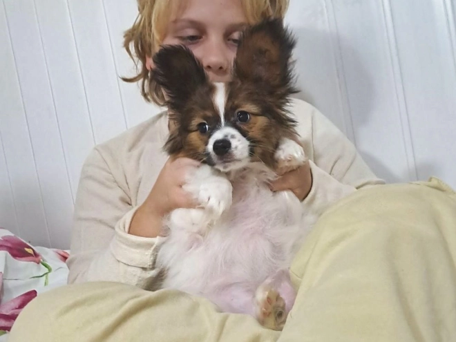 Perros Papillon en venta