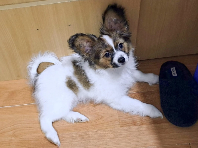 Perros Papillon en venta