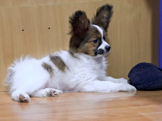 Perros Papillon en venta