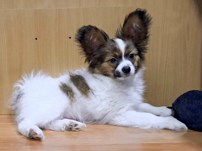 Perros Papillon en venta