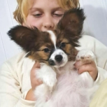 Papillon Welpe zu verkaufen