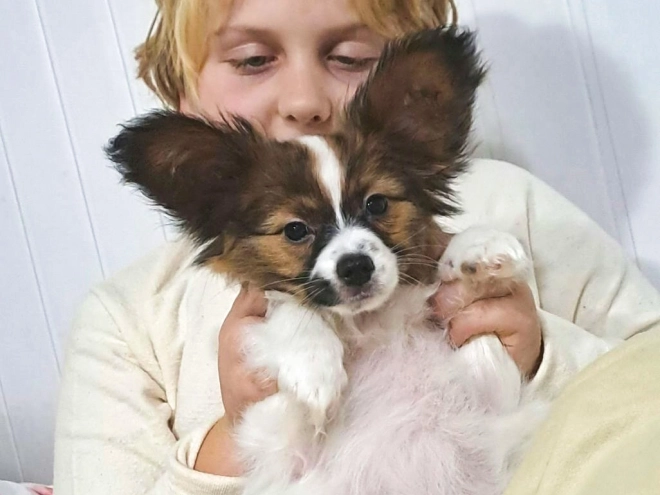 Perros Papillon en venta