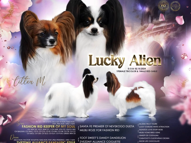 Papillon Welpe zu verkaufen