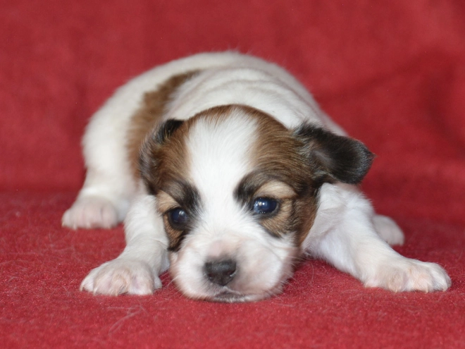 Perros Papillon en venta