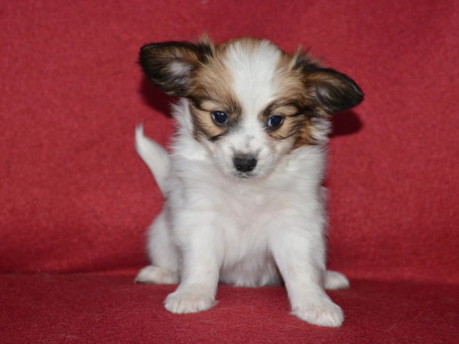 Perros Papillon en venta