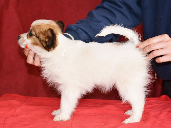 Perros Papillon en venta