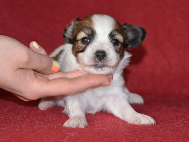 Perros Papillon en venta