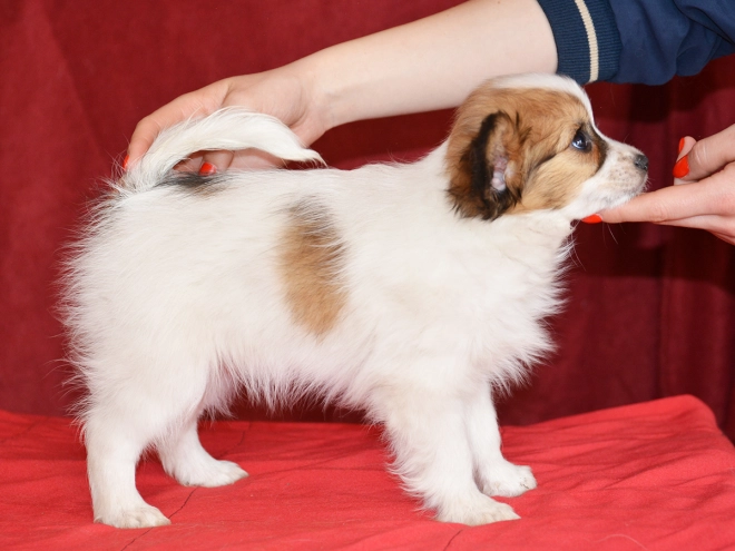 Perros Papillon en venta