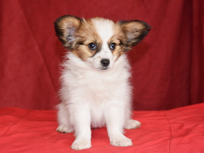 Perros Papillon en venta