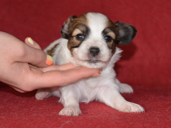 Perros Papillon en venta