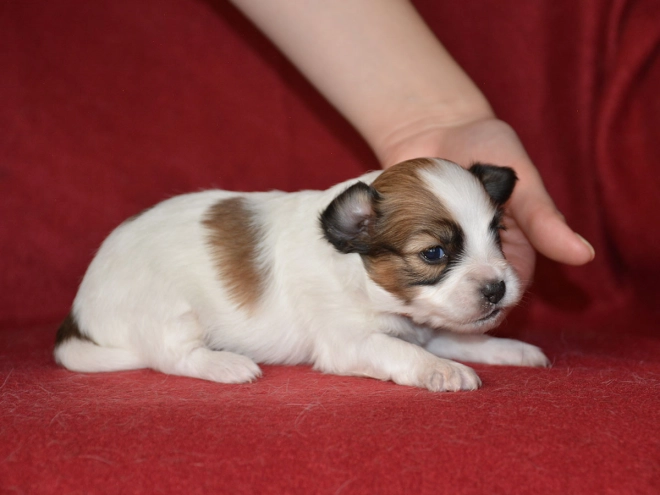 Perros Papillon en venta