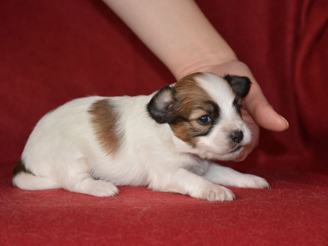 Perros Papillon en venta