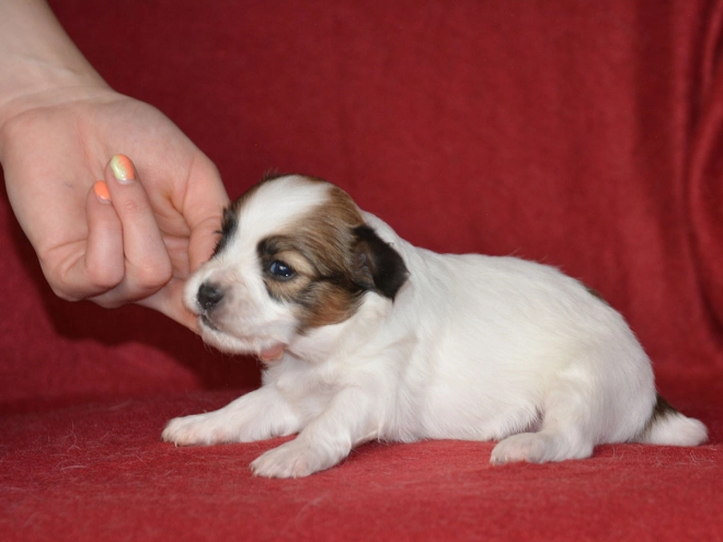 Perros Papillon en venta