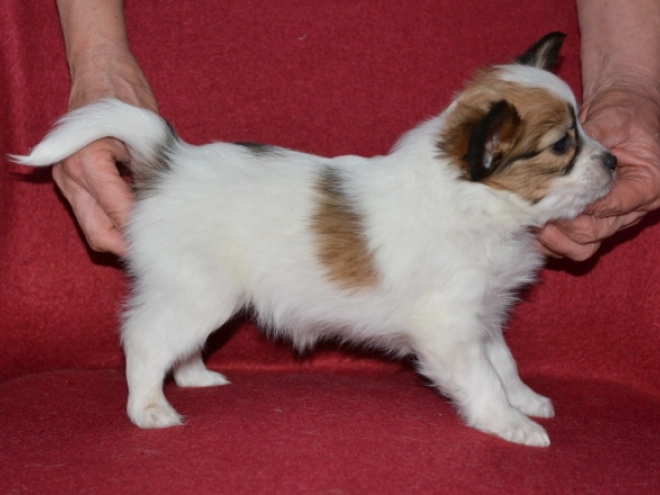 Perros Papillon en venta