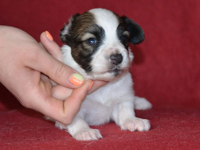 Perros Papillon en venta