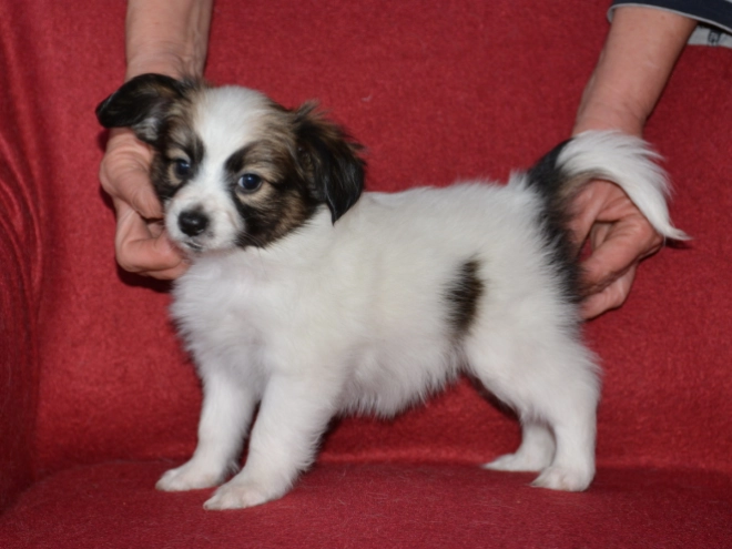 Perros Papillon en venta
