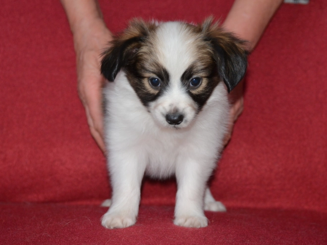 Perros Papillon en venta