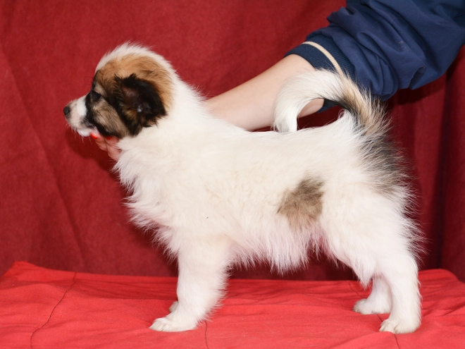 Perros Papillon en venta