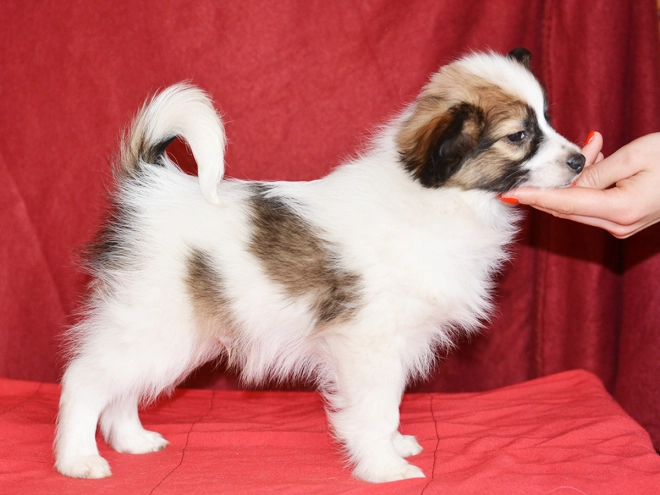 Perros Papillon en venta
