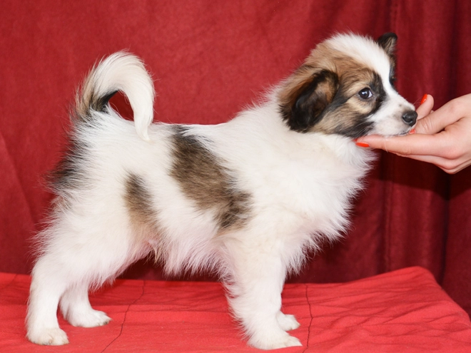 Perros Papillon en venta