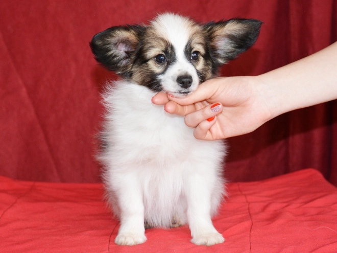 Perros Papillon en venta