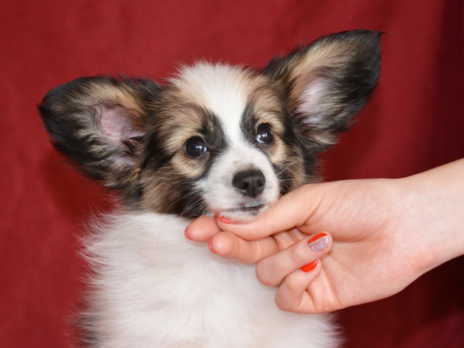 Perros Papillon en venta