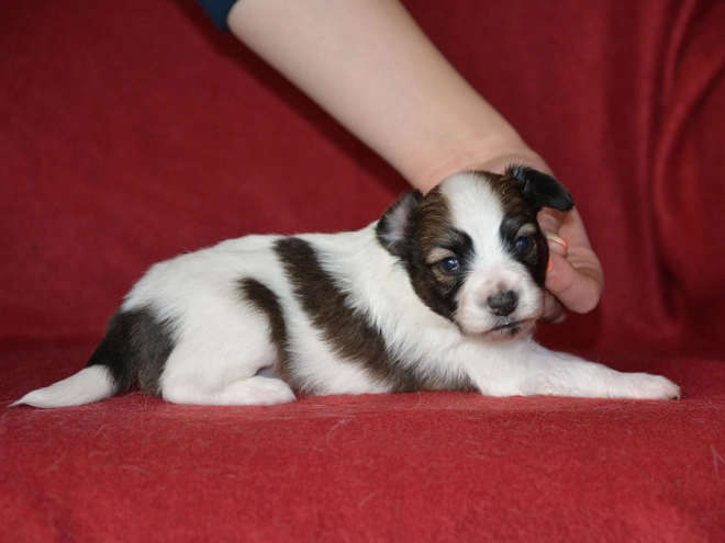 Perros Papillon en venta