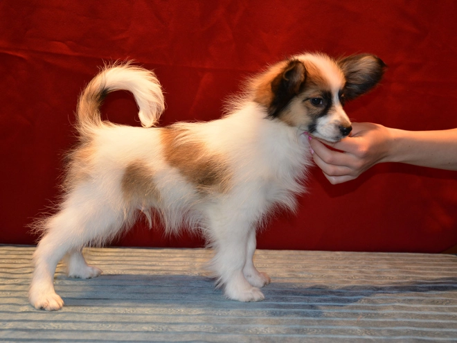 Perros Papillon en venta