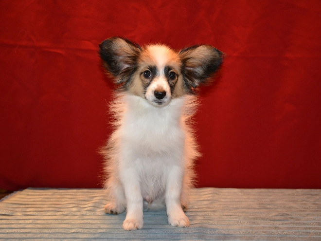 Perros Papillon en venta