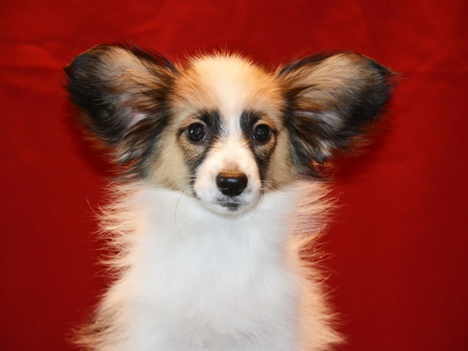Perros Papillon en venta