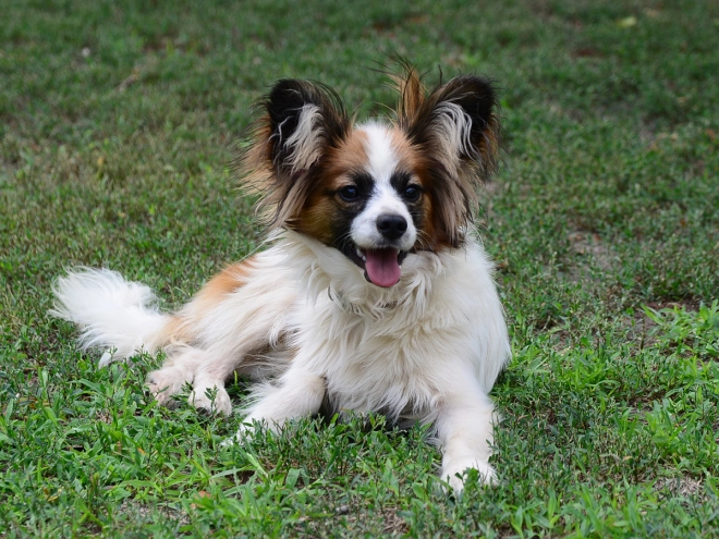 Perros Papillon en venta