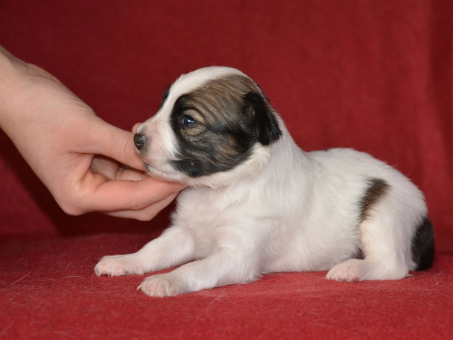 Perros Papillon en venta