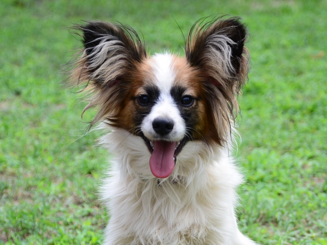 Perros Papillon en venta