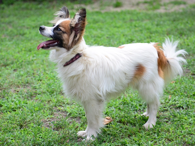 Perros Papillon en venta