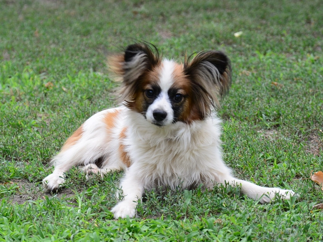 Perros Papillon en venta