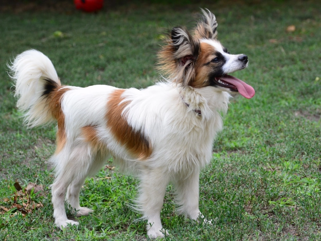 Perros Papillon en venta