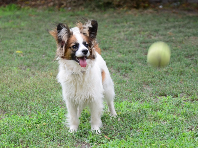 Perros Papillon en venta