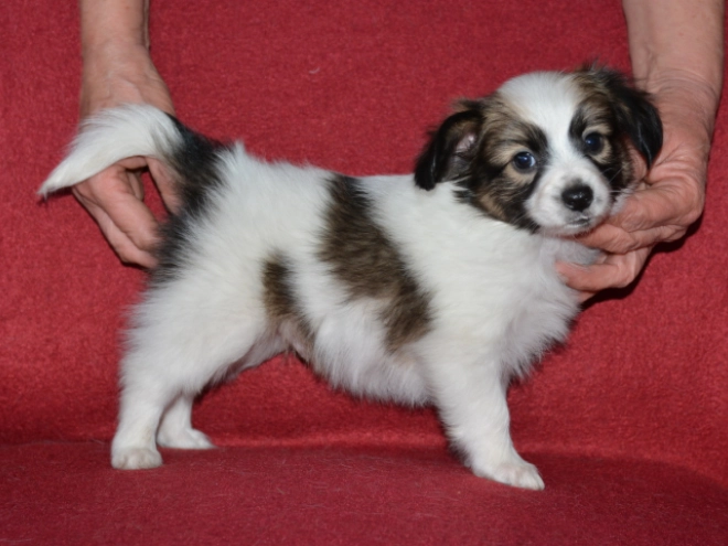 Perros Papillon en venta