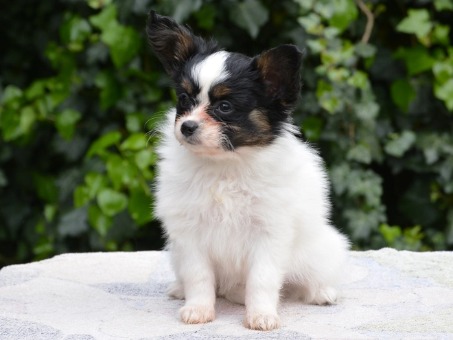Perros Papillon en venta