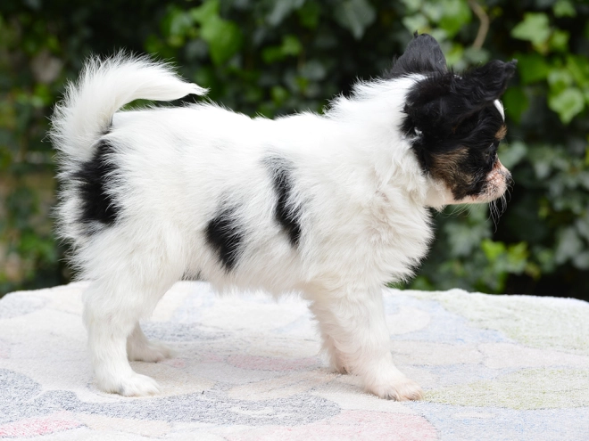 Perros Papillon en venta
