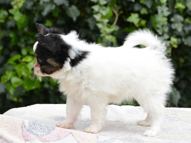 Perros Papillon en venta