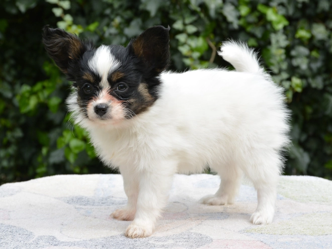 Perros Papillon en venta